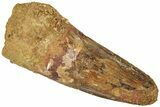 Fossil Spinosaurus Tooth - Real Dinosaur Tooth #311778-1